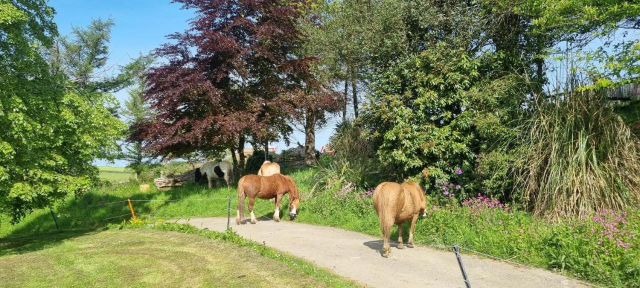 Menheniot No 4 Trelawney Apartment - Onsite Bar - Restaurant - Horse Riding מראה חיצוני תמונה